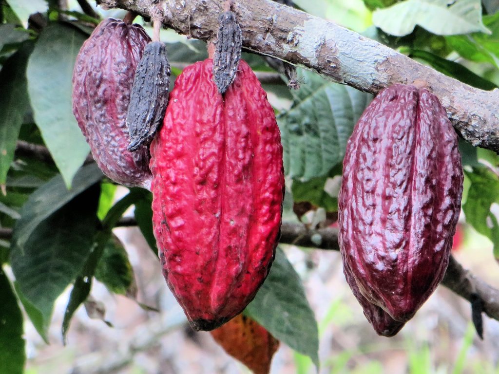 Cocoa pods hanging in a tree