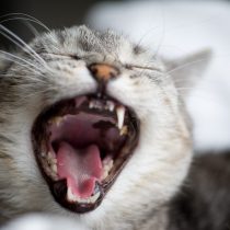 Hilly the cat yawning
